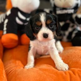 Marley Mae AKC - Tri-color female Cavalier King Charles Spaniel puppy in Fairmount, Indiana from Dream Maker Cavaliers