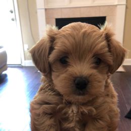 Maltese, Maltipoo, and Poodle Puppies from Healing Pawz LLC