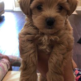 Maltese, Maltipoo, and Poodle Puppies from Healing Pawz LLC