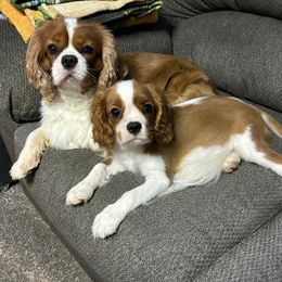 Cavalier King Charles Spaniel puppies from Cynthia's Cavaliers