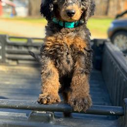 Pierre - Phantom male Poodle puppy in St. Johnsbury, Vermont from Poodles of the Northern Woods