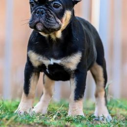 French Bulldog Puppies from Cloud 9 French Bulldogs