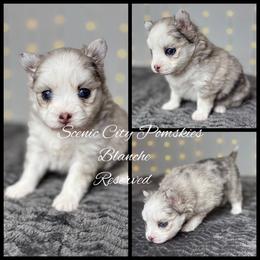 Blanche - Merle female Pomsky puppy in Rossville, Georgia from Scenic City Pomskies
