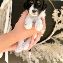 Monkey - Tri-color male Bernedoodle puppy in Salt Lake County, Utah from Coco Avenue Pups