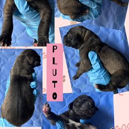 Girl 3 - female Great Dane puppy in Wellsville, New York from Prophecy Danes
