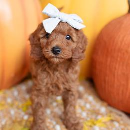 Kit - Red  female Goldendoodle puppy in Wake Forest, North Carolina from Dreamcoat Doodles