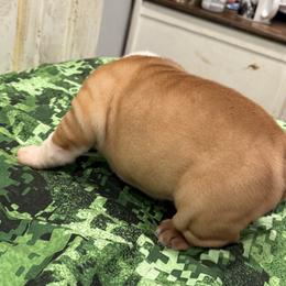 Bulldog Puppies from Bulldog's 4 Brothers