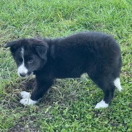Spice - Black and white female Border Collie puppy in Grover Hill, Ohio from Heritage Border Collies