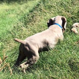 Weimaraner Puppies from Rafter V Weimaraners