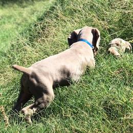 Weimaraner Puppies from Rafter V Weimaraners