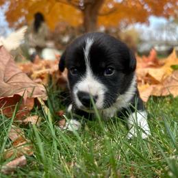 Rizzo - Black and white female Cardigan Welsh Corgi puppy in Clio, Michigan from Old Oak Cardigans