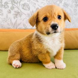 Belle (Galinda) - Red female Pembroke Welsh Corgi puppy in Aumsville, Oregon from West Coast Corgi