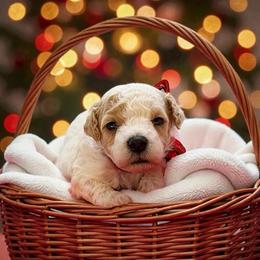 Polar - Parti male Maltipoo puppy in St. George, Utah from Winchester Hills Poodles and Doodles