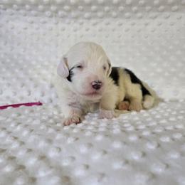 Rachel - Black and white female Sheepadoodle puppy in Weatherford, Texas from Oodles of poodles and doodles