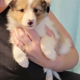 Lady - Sable and white female Shetland Sheepdog puppy in Altha, Florida from Hill Top Shelties