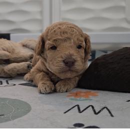 Strawberry - Red  female Poodle puppy in Wilmington, Delaware from Imperial Poodles LLC