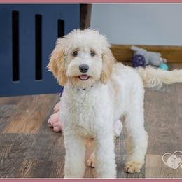 Maxine - Red female Cockapoo puppy in Connersville, Indiana from Deaz Doodle Ranch