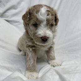 Frosty - Phantom male Bernedoodle puppy in Leesport, Pennsylvania from Bechtel’s Bernadoodles