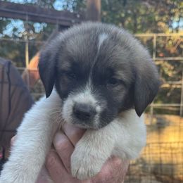 Ginger - White and brown female Newfoundland puppy in Yreka, California from Lisa Kennedy