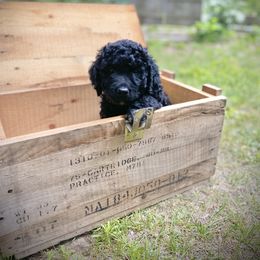 Barbet Puppies from Hydrangea Hills Farm