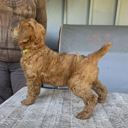 Caroline - Red  female Poodle puppy in Fairfield, California from Choice Red Standards