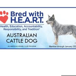 Australian Cattle Dogs and German Shepherds from Flying D Kennels