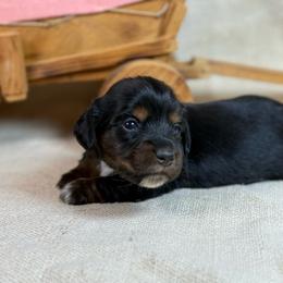 Black. Long hair - Black and tan female Dachshund puppy in Nashville, Arkansas from Whisenhunt Farms