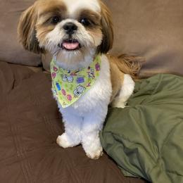 Shih Tzu All Grown Up from Shih Tzu Jewels of Cocoa