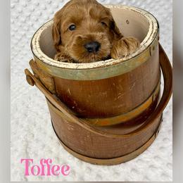 Toffee - Red female Australian Labradoodle puppy in Sacramento, California from Delta Breeze Labradoodles