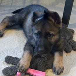 Nova - Sable male German Shepherd puppy in Pelzer, South Carolina from Lisa's Canines