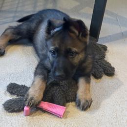 Nova - Sable male German Shepherd puppy in Pelzer, South Carolina from Lisa's Canines