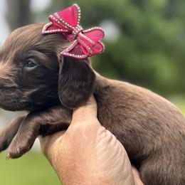 Co Co Puff - Chocolate female Dachshund puppy in Bentonville, Arkansas from T & D Dachshunds by design