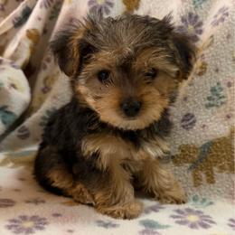 Boy 2 - Black and tan male Yorkshire Terrier puppy in Basile, Louisiana from The Lazy 3 Ranch