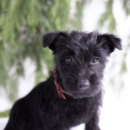 Snow White - Black female Scottish Terrier puppy in Mount Joy, Pennsylvania from K&M Kennel