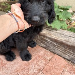 Assorted Doodle Crosses Puppies from Golden Mountain Doodles
