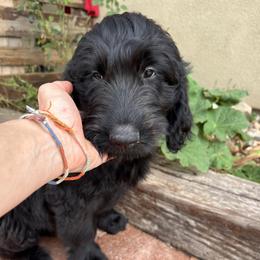 Assorted Doodle Crosses Puppies from Golden Mountain Doodles