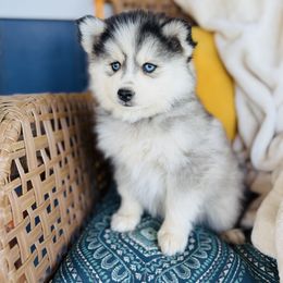 Donna - Black and white female Pomsky puppy in Yavapai County, Arizona from Pawsh Pomskies