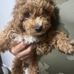 Cupid - Cavapoo puppy from New England Cavapoos