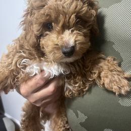 Cupid - Cavapoo puppy from New England Cavapoos