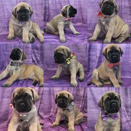 Mastiffs from Titan Mastiffs