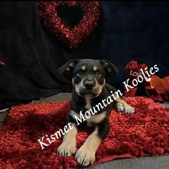 Bumi - Tri-color Australian Koolie puppy in Colorado from Kismet Mountain Koolies