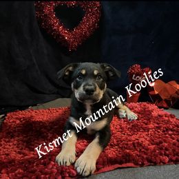 Bumi - Tri-color Australian Koolie puppy in Colorado from Kismet Mountain Koolies