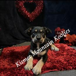 Bumi - Tri-color Australian Koolie puppy in Colorado from Kismet Mountain Koolies