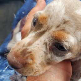 Dazzle - Dachshund