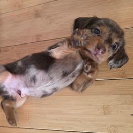 Ewok AKC - Dapple male Dachshund puppy in Arizona from Tps Teeny Weins