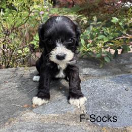 Socks - Black and white female Cavapoo puppy in Strasburg, Pennsylvania from Still Water Puppies
