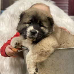 Caucasian Shepherd Dog Puppies from Sila V Krovi