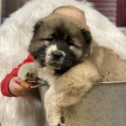 Caucasian Shepherd Dog Puppies from Sila V Krovi