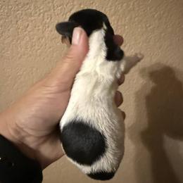 Puppy 6 - Piebald female Dachshund puppy in Riverside, California from Saddle Up Dachshunds
