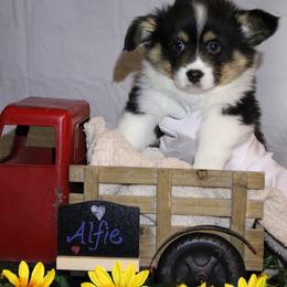 Alfie - Black and tan male Pembroke Welsh Corgi puppy in Purcellville, Virginia from Rhone River Farm Pembroke Welsh Corgis